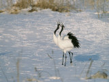 A Pair of Japanese or Red Crowned Cranes Give a Mating Call, Japanese Cranes Mate for Life Photographic Print