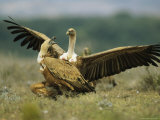 Pair of Griffon Vultures Interacting Photographic Print by Klaus Nigge