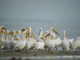 Eastern White Pelicans Standing at the Waters Edge Photographic Print