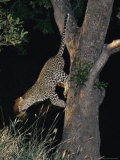 Panned View of a Leopard Leaping down from a Tree Photographic Print by Kim Wolhuter