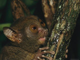 Wide-Eyed Tarsier Clinging to a Branch at Night Photographic Print