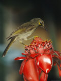 Wattled Honeyeater on a Torch Ginger Flower 写真プリント