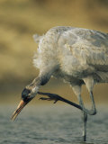Common Crane Scratching While Standing in Water Photographic Print