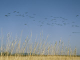 Flock of Common Cranes in Flight over a Field Photographic Print