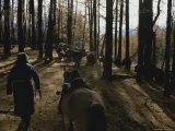 Mongolian Woman Leads her Herd Through the Forest Photographic Print