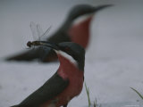 Close View of a Rosy Bee Eater Bird Eating an Insect Photographic Print by Michael Nichols