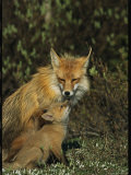 A Red Fox Mother and Her Pup Photographic Print