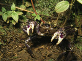 Purple Land Crab in a Defensive Posture in a Forest Photographic Print