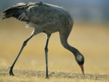 Common Crane Stooping to Eat Photographic Print