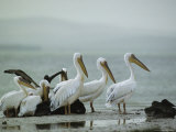 Eastern White Pelicans and Juveniles Standing at the Waters Edge Photographic Print