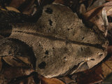Well-Camouflaged Gaboon Viper near Iguela Inlet Photographic Print
