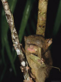 Tarsier Eats an Insect While Clinging to a Branch at Night Photographic Print
