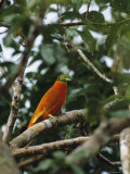 Orange Dove Perched in a Treetop Photographic Print