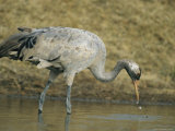 Common Crane Hunting for a Meal in Water Photographic Print