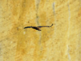 Griffon Vulture in Flight with Canyon Wall Backdrop Photographic Print by Klaus Nigge