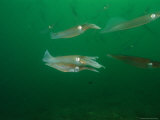 Caribbean Reef Squid Have about 35 Patterns of Skin in its Wardrobe Photographic Print