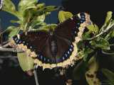Mourning Cloak Butterfly, Virginia Photographic Print by George Grall