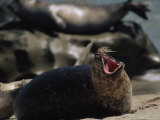 Harbor Seal on a Beach in La Jolla, California Photographic Print by Phil Schermeister Harbor Seal on a Beach in La Jolla, California Photographic Print by Phil Schermeister