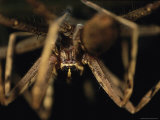Close View of a Large Long-Legged Spider Photographic Print