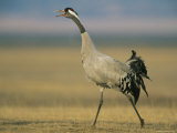 Common Crane Striding Through a Grassland Photographic Print