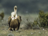 Portrait of a Griffon Vulture Photographic Print by Klaus Nigge