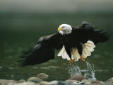 American Bald Eagle in Flight over Water Hunting for Fish Photographic Print