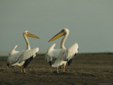Pair of Eastern White Pelicans Drying Their Wings in the Sun Photographic Print