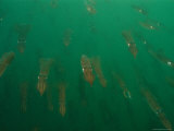 Hundreds of Longfin Inshore Squid Head to Cape Cod to Spawn in May Photographic Print