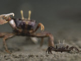 Pincer Claw of a Full-Size Ghost Crab Moves toward a Juvenile Crab Photographic Print by Michael Nichols