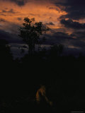 Night Falls as an Orange Sky Casts a Glow on an Endangered Leopard Photographic Print by Kim Wolhuter