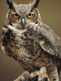 Captive Great Horned Owl Photographie