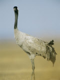 Portrait of a Common Crane Photographic Print