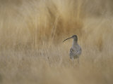Eurasian Curlew Standing in Tall Blonde Grass Photographie