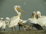 Eastern White Pelicans Grooming and Resting at Waters Edge Photographic Print