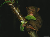 Sleepy Looking Tarsier Clinging to a Branch at Night Photographic Print