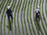 Two Women Laugh Together While They Are Standing in a Rice Paddy, Yoshida, Honshu Island, Japan Photographie