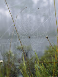 Spider Web with Dew near Okefenokee Swamp Park, Georgia Photographie