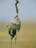 Portrait of a Common Crane Photographic Print