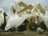Eastern White Pelicans and Their Chicks Photographic Print