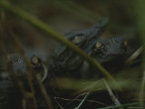 Trio of Newborn Nile Crocodiles in Loango National Park Photographic Print by Michael Nichols