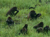 Gorilla Family in the Mbeli Bai Clearing of Nouabale-Ndoki Photographic Print