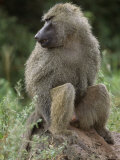 Close View of a Baboon in Profile Photographic Print