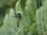 Dragonfly Sitting on a Blade of Grass with Dew Droplets Photographic Print
