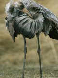 Common Crane Preening its Feathers Photographic Print