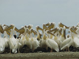 Eastern White Pelicans and Their Chicks Photographic Print