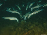 Longfin Inshore Squid Attracted to Divers Lights Photographic Print