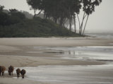 Small Herd of Forest Buffalo Roam the Beach Photographic Print by Michael Nichols