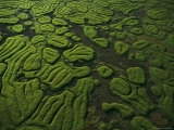 Raised Terraces in Northern Congo Suggest Past Cultivation Photographic Print by Michael Nichols