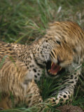 Quick Growl from a Leopard Shows its Long Sharp Teeth Photographic Print