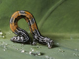 Inchworm, Morauia, Costa Rica Photographic Print